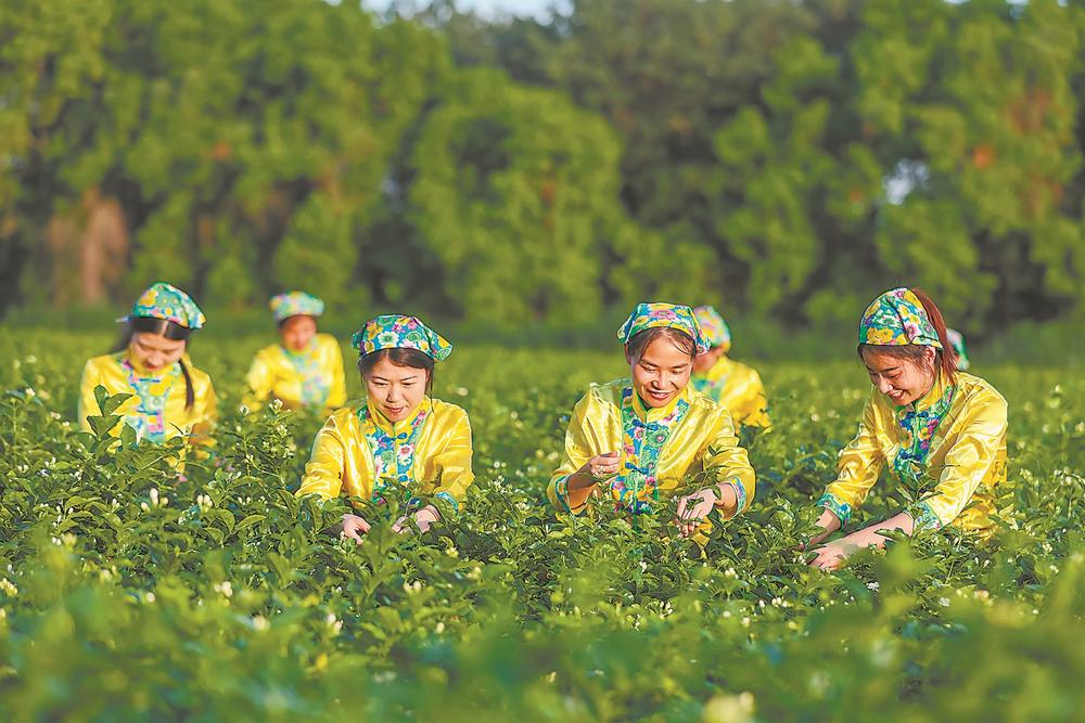 福州仓山：大力扶持茉莉花茶产业发展 弘扬“花”“茶”传统文化_fororder_ce384a63-44fb-4756-8bfe-181a8ba1621f