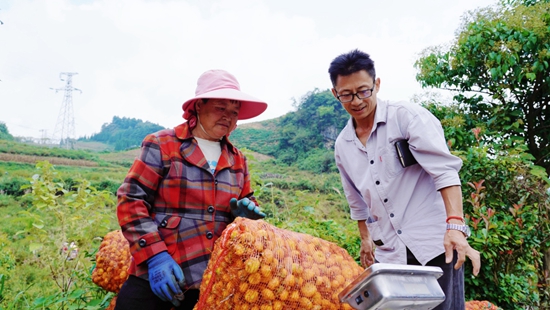 贵州瓮安：万亩刺梨迎来采收季_fororder_群众正在对打包好的刺梨进行称重2 