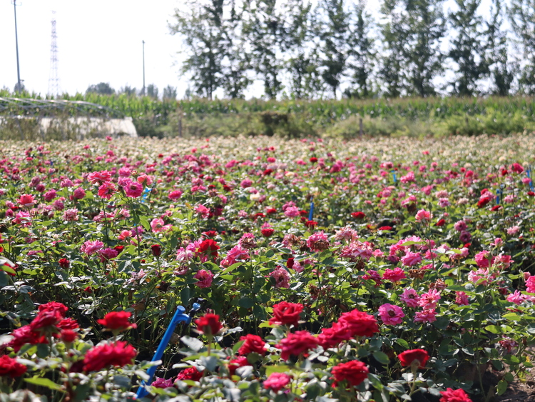 天津市蓟州区：“莫奈花园”带领乡村致富走“花”路_fororder_2