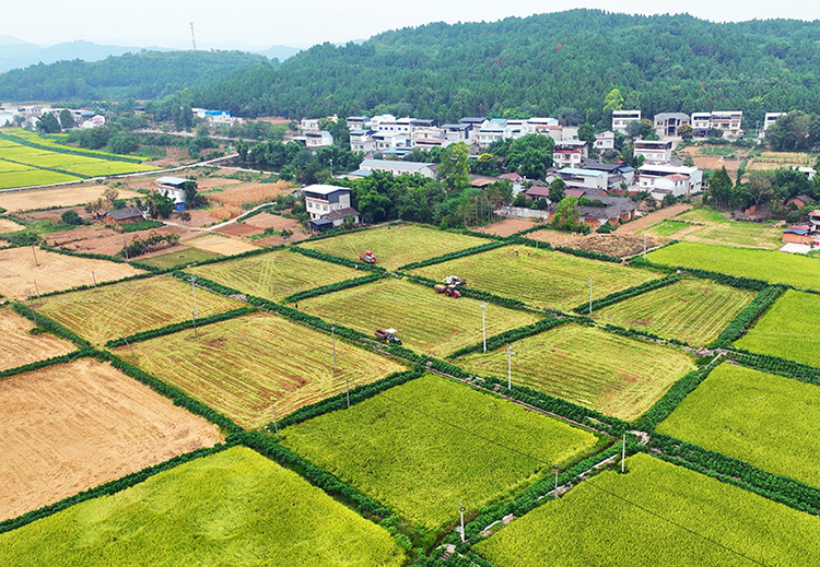 四川中江41万亩水稻“丰”景好_fororder_田间收割忙