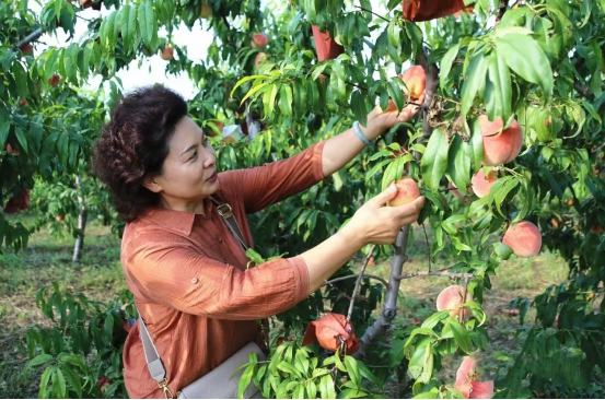 河北盐山： 儒桃丰收采摘忙 树梢缀满“致富果”_fororder_河北沧州：儒桃丰收采摘忙 树梢缀满“致富果”224