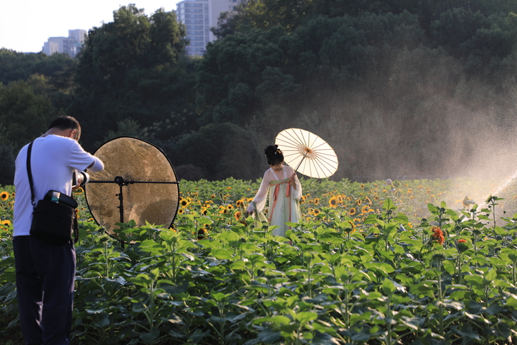 湖南省植物园10万株向日葵喜迎国庆_fororder_3P8A0023.JPG