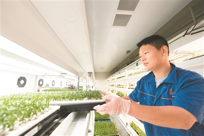 大山里的植物工厂