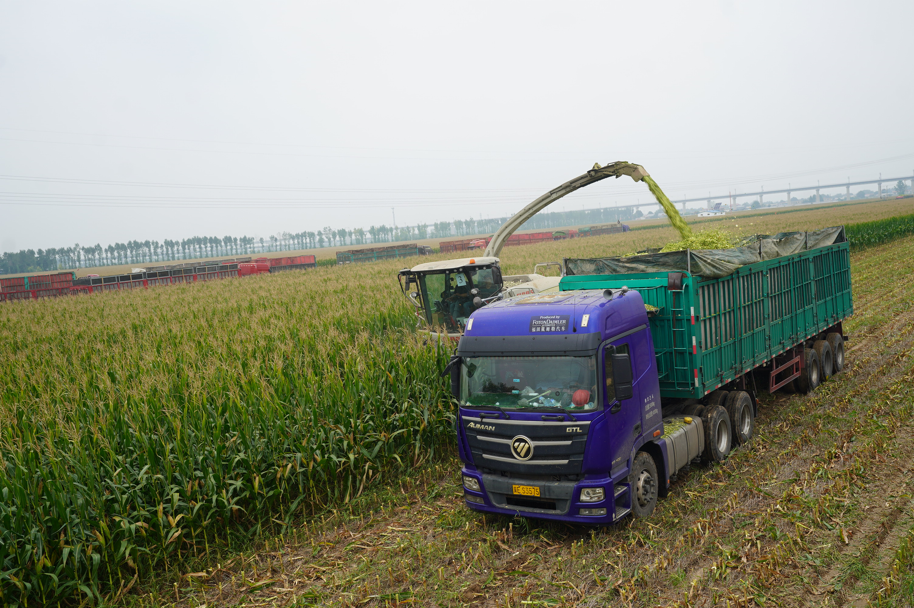 河北邢台经济开发区:青储玉米收割忙