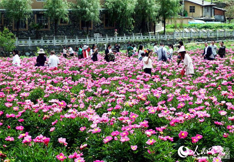 湖北十堰：芍药花开醉游人