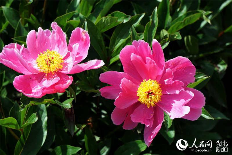 湖北十堰：芍药花开醉游人