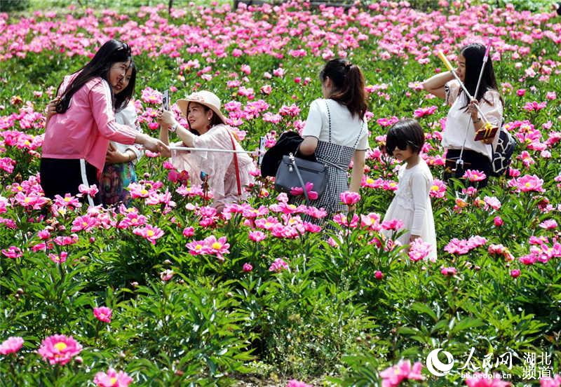 湖北十堰：芍药花开醉游人