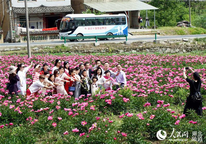 湖北十堰：芍药花开醉游人