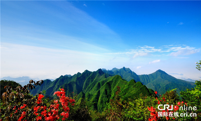 无边栏【CRI专稿 图文】第六届秀山川河盖映山红文化旅游节举行 【内容页标题】五月杜鹃满山红 第六届秀山川河盖映山红文化旅游节举行