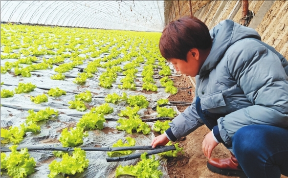 节能、智慧、环保于一体 智能温室绿意喜人