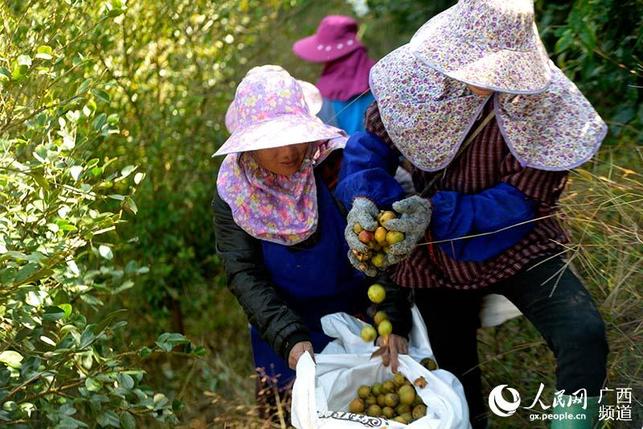 广西三江：油茶果丰收助力脱贫