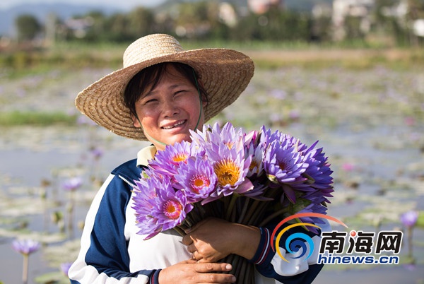 三亚农民稻田种睡莲 开出“致富花”