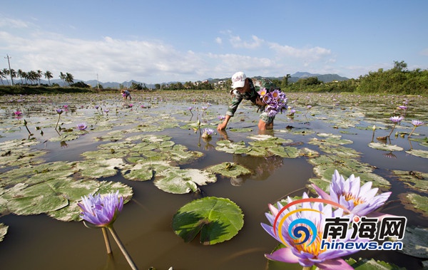 三亚农民稻田种睡莲 开出“致富花”