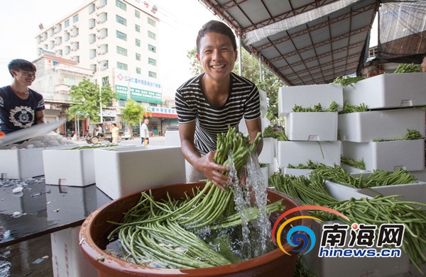 三亚今冬首批冬种瓜菜上市 100%持证出岛