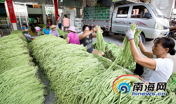 三亚今冬首批冬种瓜菜上市 100%持证出岛