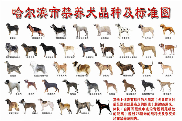 哈尔滨市39种犬只禁养 一户最多饲养一只准养犬