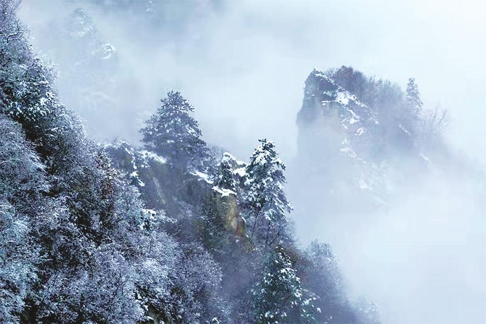 皑皑枝上雪