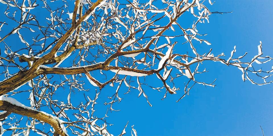 皑皑枝上雪