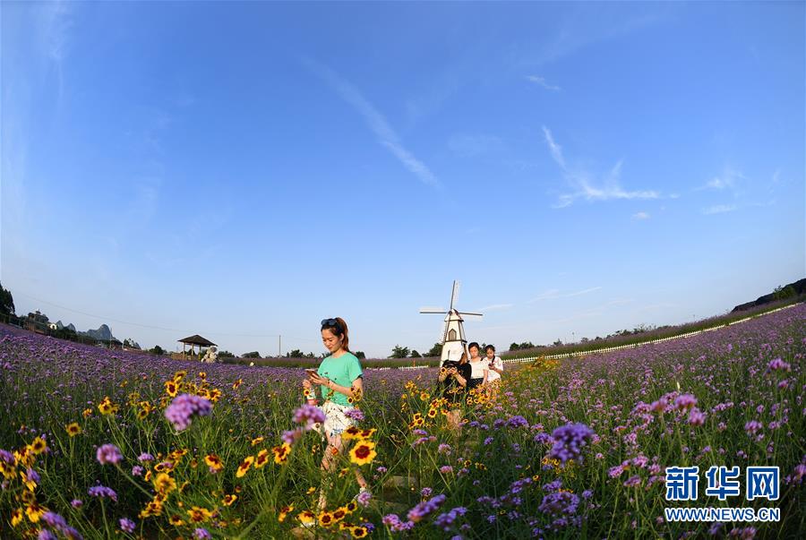 广西柳州市：紫色浪漫醉游人