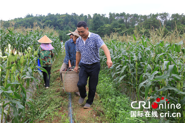 【已过审】【八桂大地】【移动端标题列表】【河池】广西育成的黑糯玉米品种在都安示范成功