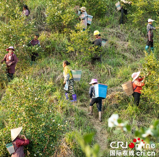 贵州天柱：科技浇灌油茶飘香