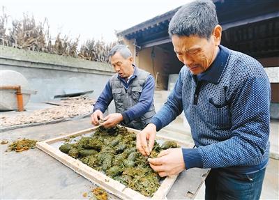 西安一博物馆用大熊猫粪便造纸 带有淡淡竹子气味