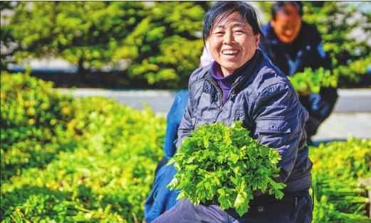 芹菜热销穷村摘帽