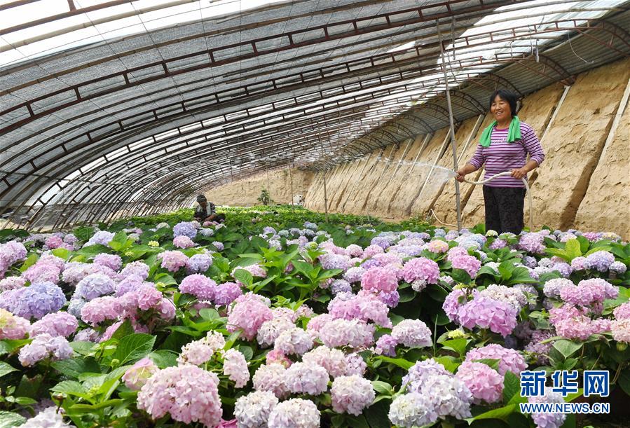 河北辛集：“鲜花经济”助增收