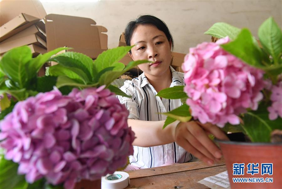 河北辛集：“鲜花经济”助增收