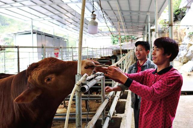 榜样之光照亮脱贫之路 ——记南宁马山县加方乡民治村致富带头人周振业