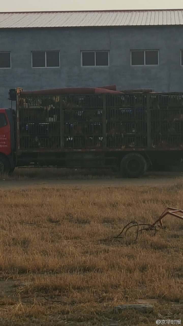 志愿者高速上拦截运狗车被撞：抱着必死决心