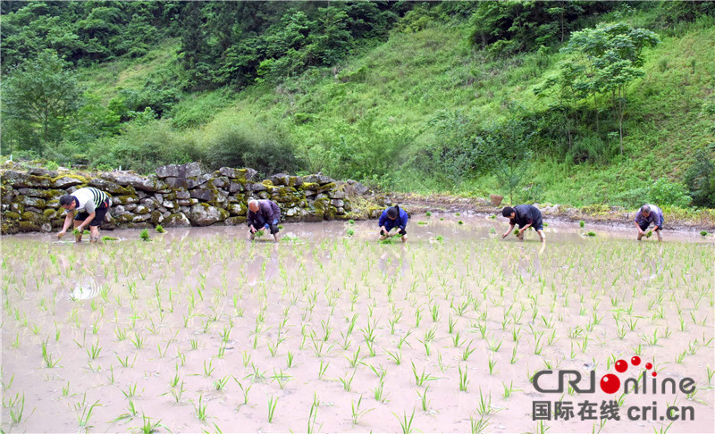 无边栏【区县联动】【石柱】重庆石柱县：派驻干部支农忙