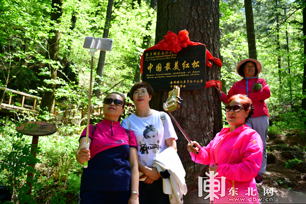 “中国最美红松”在雪乡揭牌 夏季旅游产品清凉上线