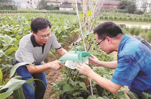 密切监测 科学预警 统防统治 防灾减损   ——广西抓好草地贪夜蛾防控工作纪实