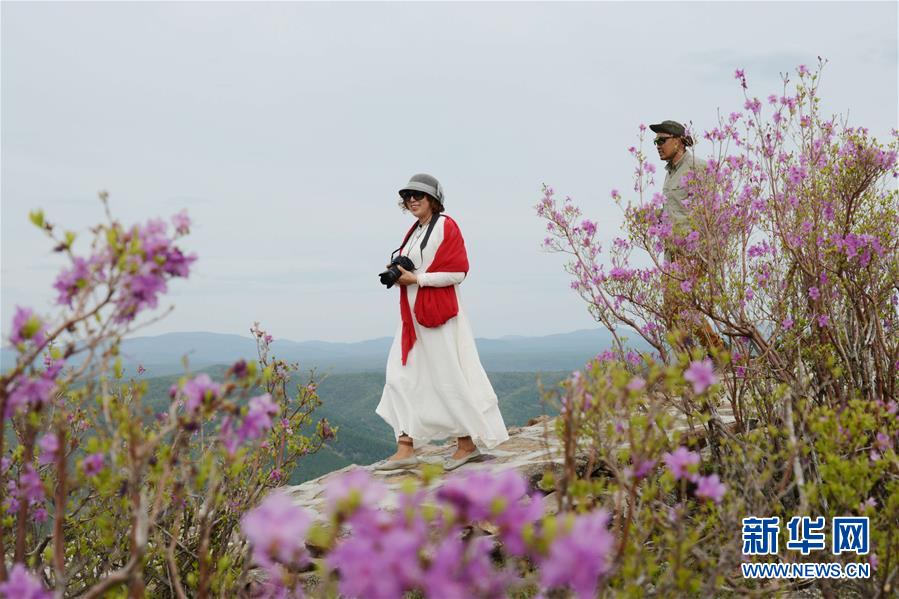 内蒙古阿尔山：杜鹃花开引客来