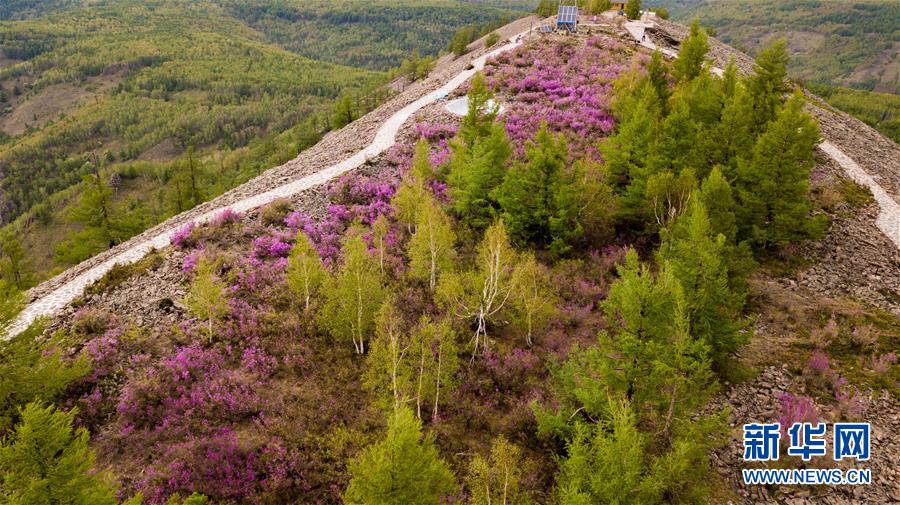 内蒙古阿尔山：杜鹃花开引客来