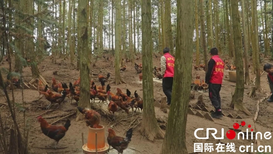 贵州关岭：向阳村“跑山鸡”开启生态致富路