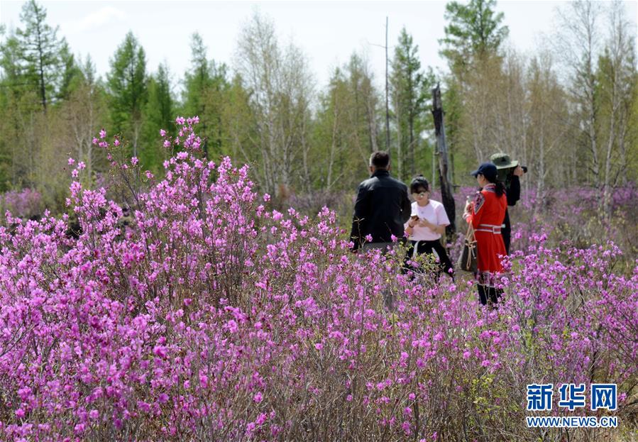 阿尔山：杜鹃花开引客来