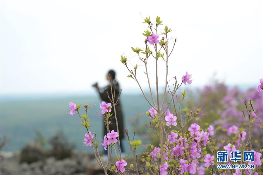 阿尔山：杜鹃花开引客来