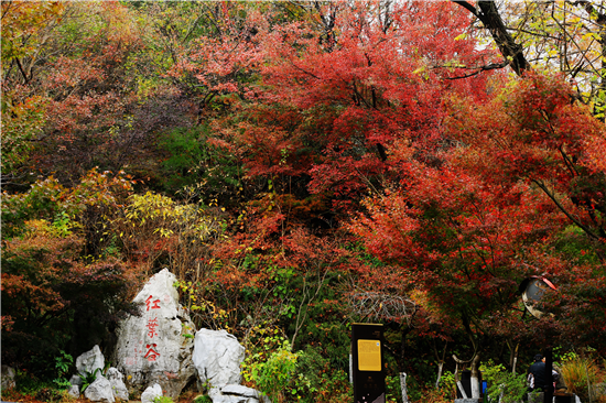 （供稿 旅游图文 三吴大地南京 移动版）南京栖霞山景区：“秋栖霞”画卷徐徐展开