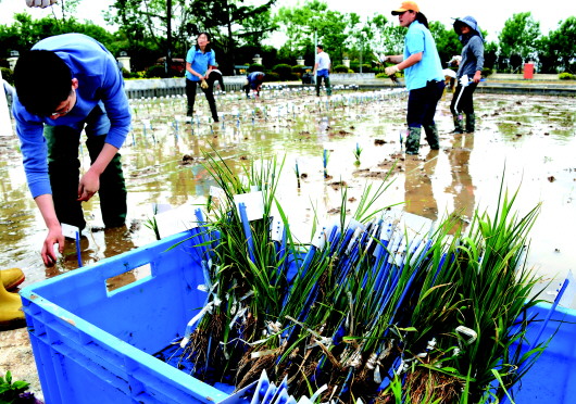 青岛启动海水稻田间选育