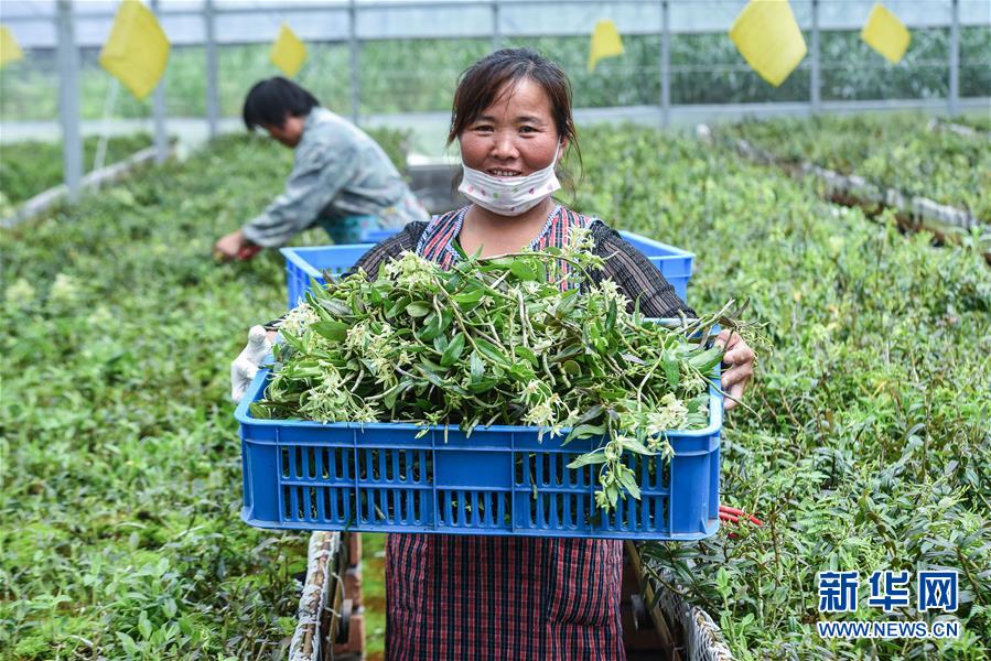 浙江慈溪：盐碱地科技种植助力现代农业