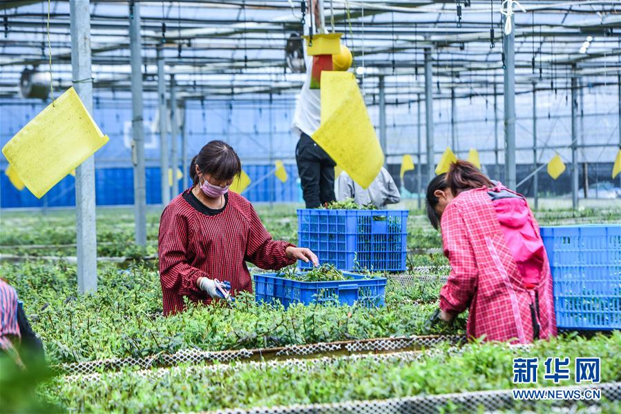 浙江慈溪：盐碱地科技种植助力现代农业