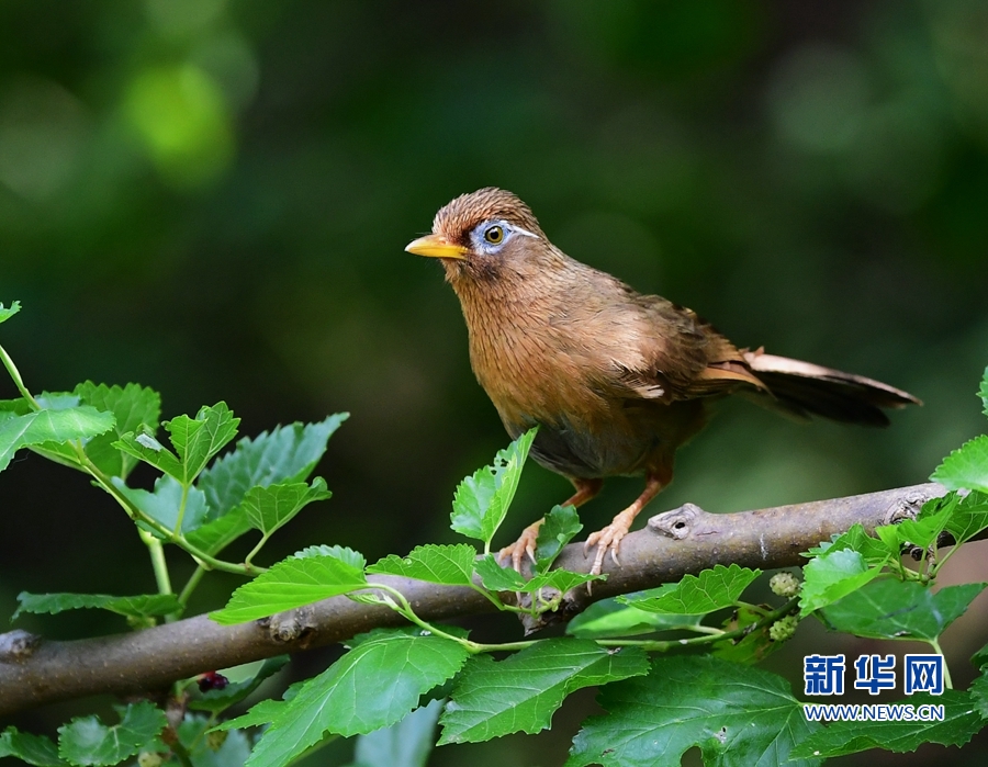 全域：寻找初夏大美之鸟