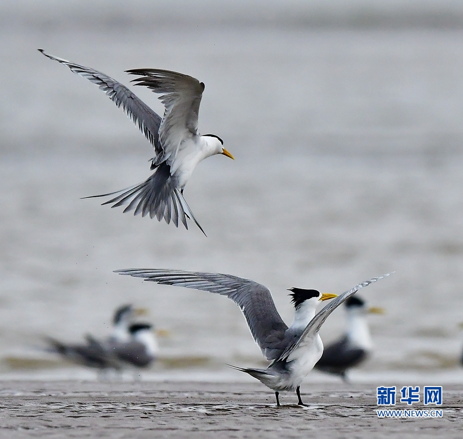 全域：寻找初夏大美之鸟