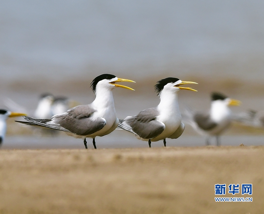 全域：寻找初夏大美之鸟