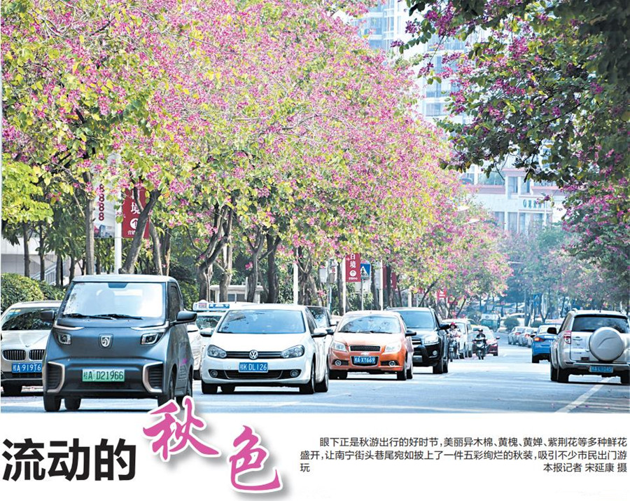 南宁街头鲜花盛开成为市民赏秋"网红"打卡地