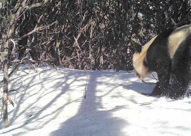 时隔6年 野生大熊猫再现四川彭州白水河