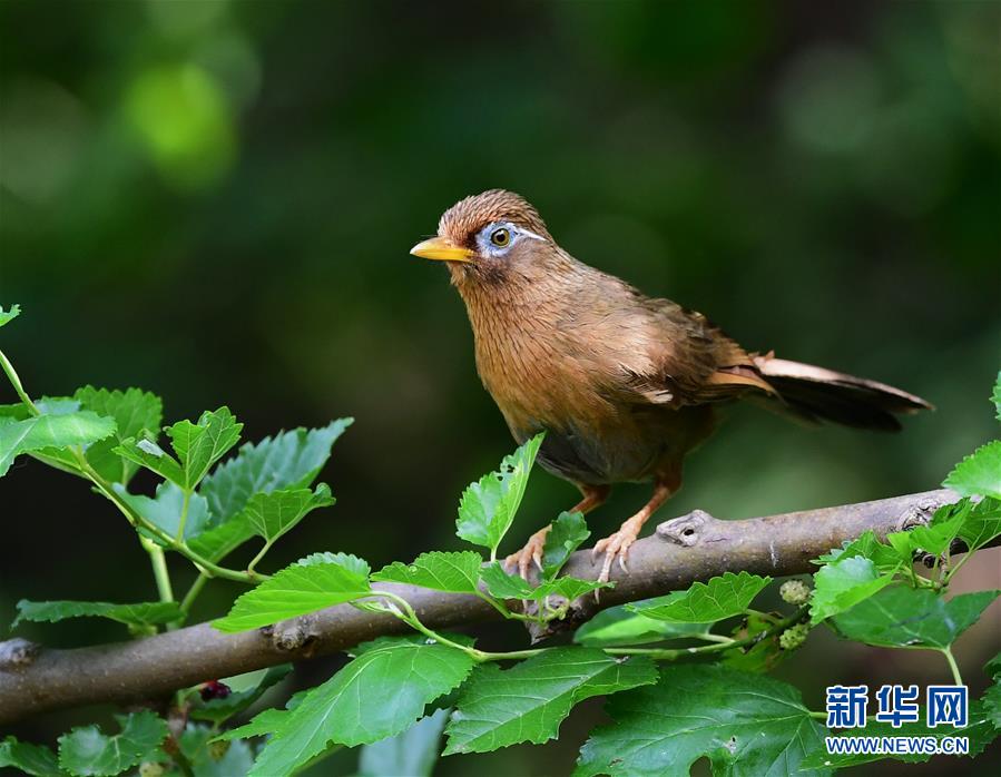 山东：寻找初夏大美之鸟