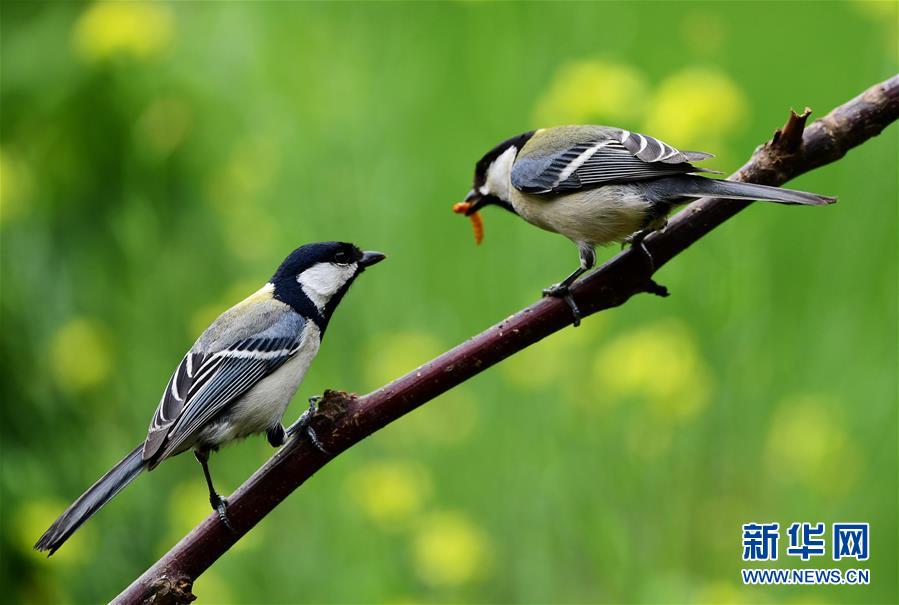 山东：寻找初夏大美之鸟